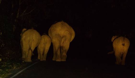 "เขาใหญ่" แกะรอยช้างป่าถูกรถเฉี่ยวชนหลังนักท่องเที่ยวถ่ายภาพได้ 