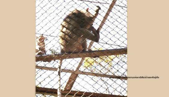 เจอ "ลิงแสมหางยาว" 1 ตัวถูกปล่อยทิ้งบนเขาใหญ่ 