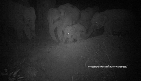 เปิดภาพครอบครัว”ช้างป่า”-สัตว์ป่าหลากชนิดสะท้อนความสมบูรณ์