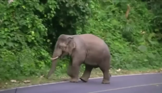 เตือนนักท่องเที่ยวเขาใหญ่ระวัง “ช้างป่า” หากพบให้จอดรถห่าง 30 เมตร