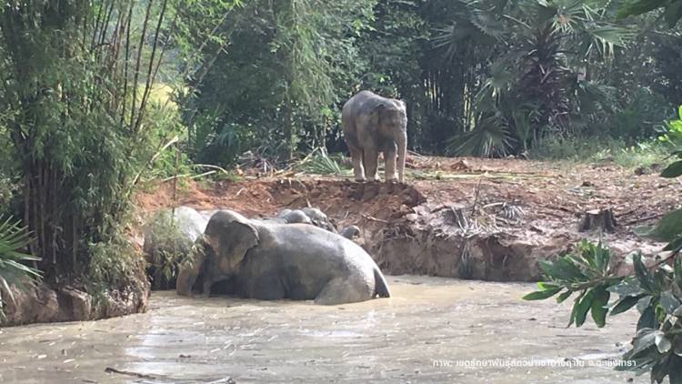 ปลอดภัยแล้ว 7 ช้างป่าเขาอ่างฤาไนตกสระน้ำ อ.สนามชัยเขต