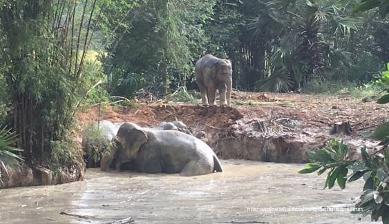 ปลอดภัยแล้ว 7 ช้างป่าเขาอ่างฤาไนตกสระน้ำ อ.สนามชัยเขต