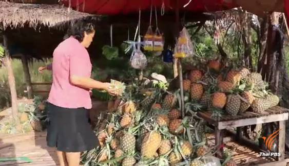 สับปะรดล้นตลาด-ราคาตก เกษตรกรวางขายข้างทางลดขาดทุน