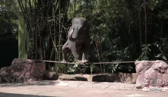 ไทยถูกตีแผ่ใช้แรงงาน "ช้าง" เพื่อการท่องเที่ยว 