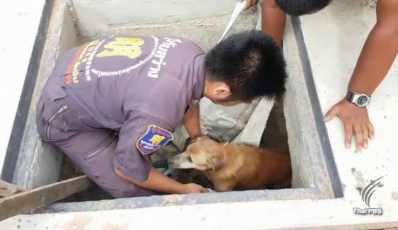 ภารกิจช่วยชีวิต "สุนัขติดท่อระบายน้ำ"