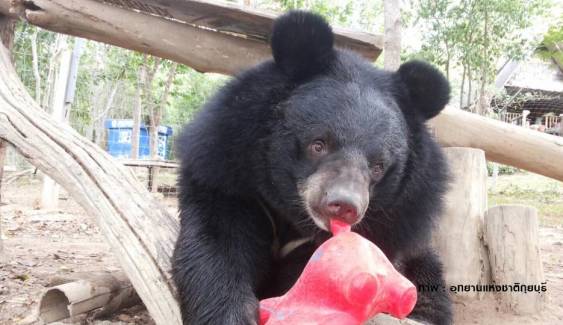"ชาลี ชักกุย" หมีควายแสนรู้ขวัญใจนักท่องเที่ยวที่ป่ากุยบุรี 
