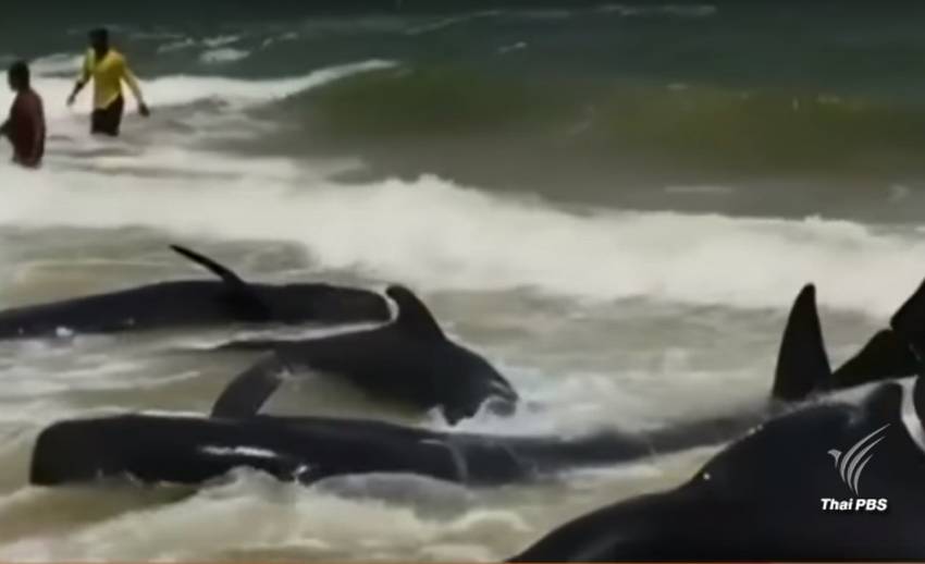 พิษ "พายุโมรา”วาฬนำร่อง 20 ตัวเกยตื้นชายหาดศรีลังกา 