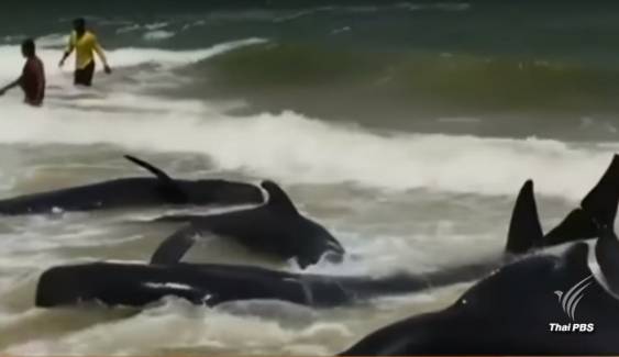 พิษ "พายุโมรา”วาฬนำร่อง 20 ตัวเกยตื้นชายหาดศรีลังกา 