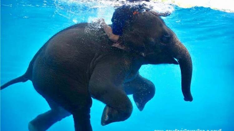 ชมความน่ารัก “ช้างว่ายน้ำ”สวนสัตว์เปิดเขาเขียว 