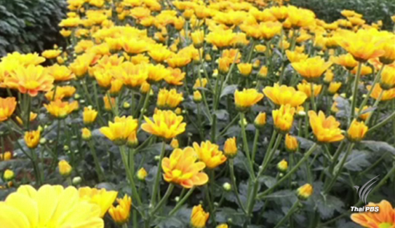 "โครงการหลวง "คัดดอกไม้สีเหลือง 3 สายพันธุ์ ประดับพระเมรุมาศ
