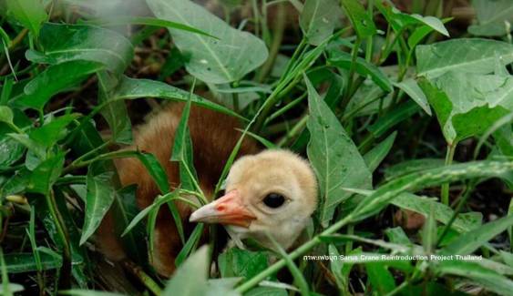 เผยโฉม "ลูกนกกระเรียนพันธุ์ไทย" เกิดเพิ่มในธรรมชาติอีก 4 ตัว 