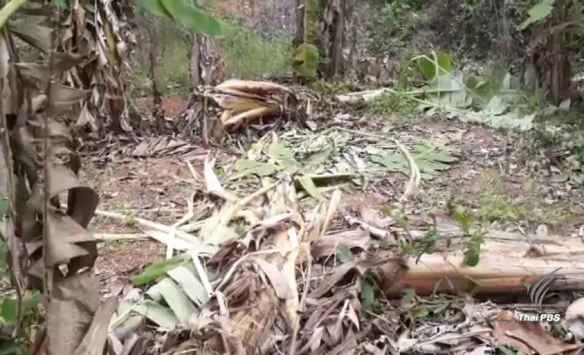 “ช้างป่า” บุกทำลายพืชไร่กุยบุรี วอนหน่วยงานรัฐหาทางป้องกัน 