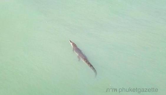 ภูเก็ต-ทช. สั่งเฝ้าระวังจระเข้โผล่ว่ายน้ำทะเลหาดบางเทา 