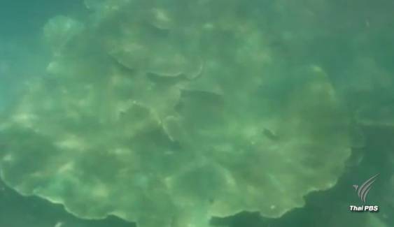 ขโมย "ปะการังจาน" กว้าง 5 เมตรหายจากทะเลชุมพร