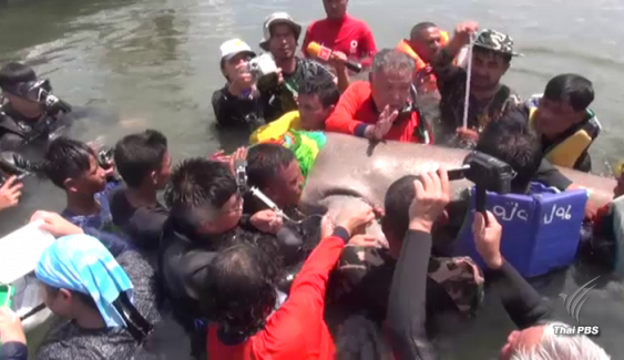 จี้ปลดสัญญาณดาวเทียมพ้น "พะยูน" 3 ตัว