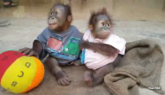 2 ลูกลิงอุรังอุตังสุขภาพดี-อุทยานเตรียมส่งกลับอินโดนีเซีย