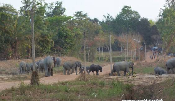  ทีมสัตวแพทย์อุทยาน วางแผนรักษา "ช้างป่า" 2 ตัวบาดเจ็บ