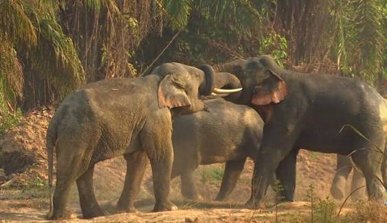 ข่าวดี "ช้างป่าไทย"ประชากรเพิ่มร้อยละ 7