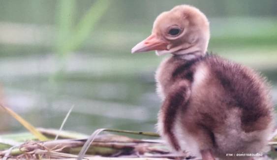 เสนอปลด "นกกระเรียนพันธุ์ไทย"พ้นบัญชีสูญพันธุ์ หลังเจอลูกนกเกิดใหม่ 2 ตัว ครั้งแรกรอบ 50 ปี