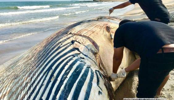 ชันสูตรซาก "วาฬบรูด้า"ตายทะเลประจวบคีรีขันธ์ตัวที่ 2 
