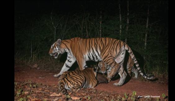 ข่าวดีในรอบ 15 ปี พบเสือโคร่งในกลุ่มป่ามรดกโลกดงพญาเย็น-เขาใหญ่