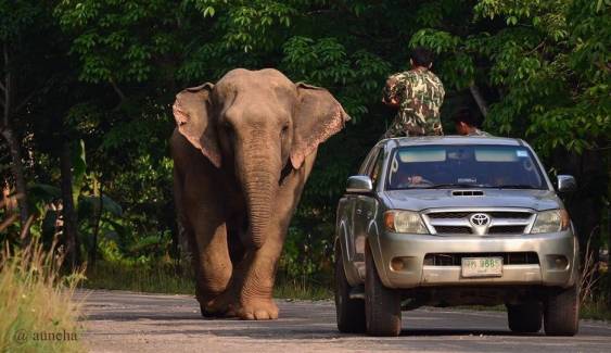 พา "เจ้าแก้ว" ช้างอินดี้ กลับคืนสู่ป่าเขาคิชฌกูฏ จันทบุรี