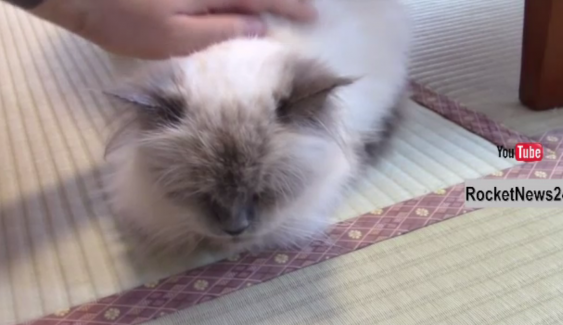 คาเฟ่แมวในญี่ปุ่นเตรียมระดมทุนสร้างเกาะสำหรับแมว 