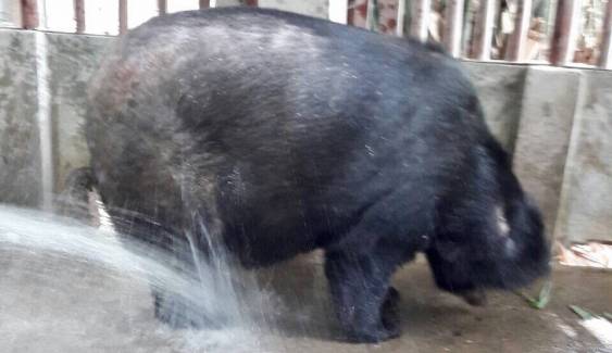 เตรียมส่ง"หมีควายบาลู"วัดสวนแก้ว รีดน้ำหนักหลังพบอ้วนเกินปกติ