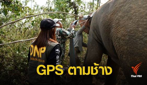 ครั้งแรกของไทย! ติดปลอกคอจีพีเอส "ช้างป่า"