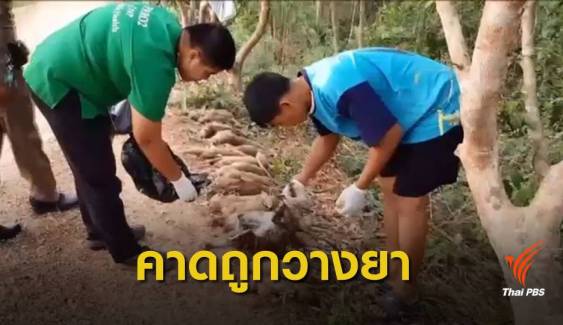 คาดวางยาเบื่อ "ลิงแสม" ตาย 20 ตัว เหตุกินพืชผลชาวบ้านเสียหาย