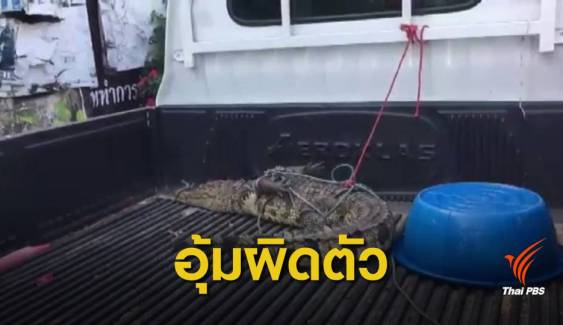 ตามหาเจ้าของ! หญิงกระบี่อุ้มจระเข้ผิดตัวกลับบ้าน