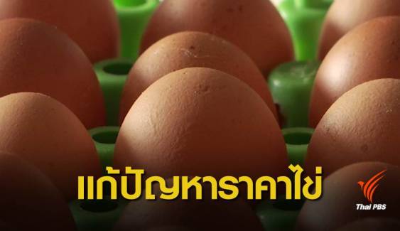 Egg board เคาะวิธีแก้ราคาไข่ เร่งส่งออก- ปลดแม่ไก่-กินไข่เพิ่ม 