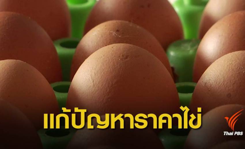 Egg board เคาะวิธีแก้ราคาไข่ เร่งส่งออก- ปลดแม่ไก่-กินไข่เพิ่ม 