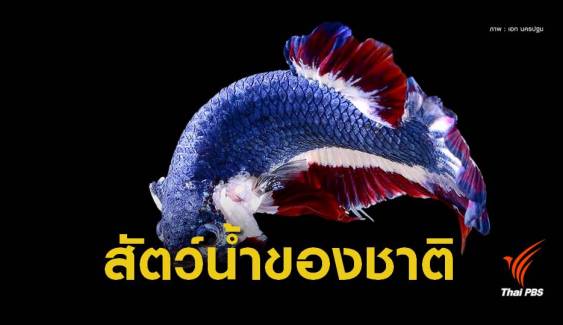 ไฟเขียว “ปลากัดไทย”  เป็นสัตว์น้ำประจำชาติ 