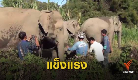 ศูนย์อนุรักษ์ช้างไทยลำปาง ยันช้าง 14 เชือก สุขภาพดี