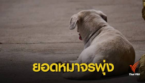 คาด 20 ปีหมา-แมวจรจัดพุ่ง 5 ล้านตัว เร่งทบทวนขึ้นทะเบียน
