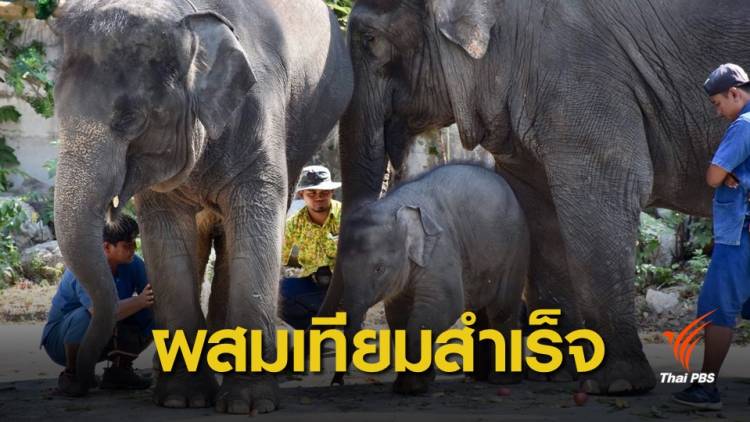 โฉมหน้าลูกช้างผสมเทียมตัวที่ 2 ของไทย