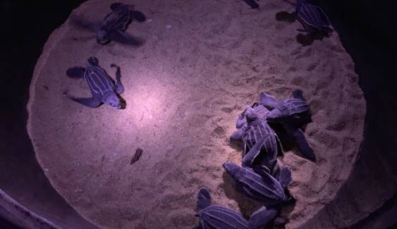 “ลูกเต่ามะเฟือง” 49 ตัวรังแรกหาดคึกคักออกท่องทะเล