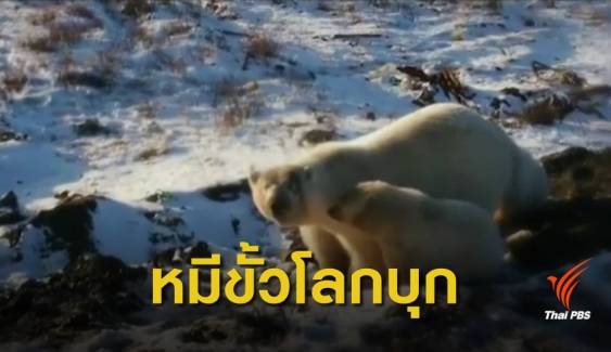 วิกฤตโลกร้อน! รัสเซียประกาศภาวะฉุกเฉิน "หมีขั้วโลก" บุกเมือง