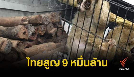 9.2 หมื่นล้าน ไทยสูญคดี "ตัดไม้-ล่าสัตว์ป่า"