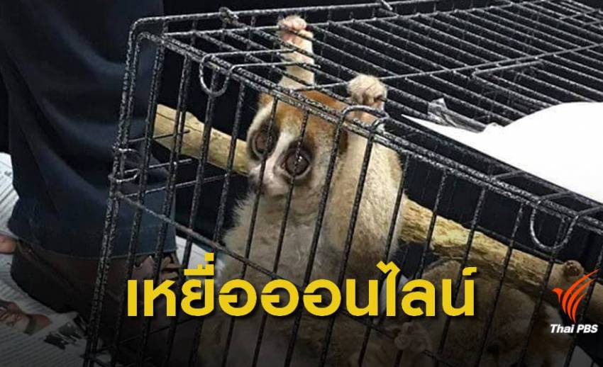 ตีแผ่ไทยแหล่งค้าสัตว์ป่าออนไลน์