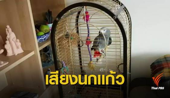 เจ้าของบ้านตกใจ! เสียงสัญญาณเตือนไฟไหม้ดัง ตรวจพบเป็นเสียงนกแก้ว