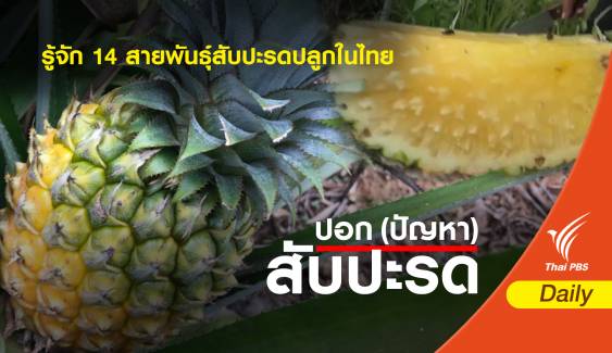 รู้จัก 14 สายพันธุ์สับปะรดปลูกในไทย
