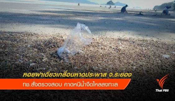 สั่งตรวจสอบเหตุหอยฝาเดียวทับถมชายหาดประพาส จ.ระยอง