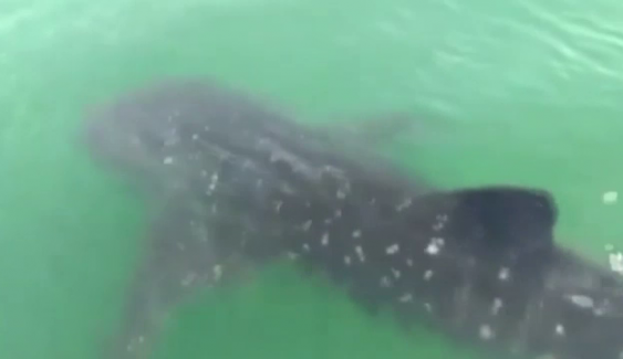 ชาวประมงกระบี่พบ "ฉลามวาฬ" ว่ายอวดโฉมที่เกาะทะลุ