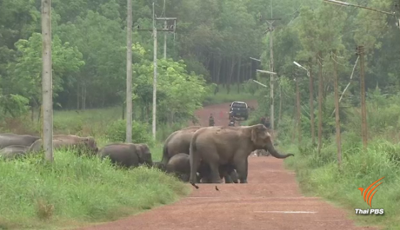 คาดอีก 2 ปี ช้างล้นป่ารอยต่อ 5 จังหวัดภาคตะวันออก