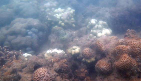 ปะการังเกาะไม้ท่อน-เกาะเฮ เริ่มฟอกขาว 5-10%
