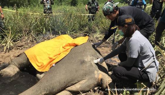 ชันสูตรซาก "ช้างกุยบุรี" ไม่พบโลหะในตัว-คาดต่อสู้กันตาย 