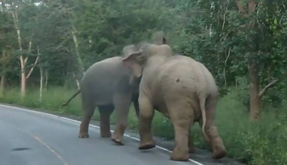 หาดูยาก "ช้างชนช้าง" ยอมสยบเสียง จนท.ไล่ให้ทะเลาะกันในป่า  