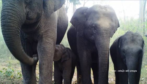 ครอบครัวช้าง "ขี้สงสัย" จ้องกล้องดักถ่ายภาพในป่าสลักพระ